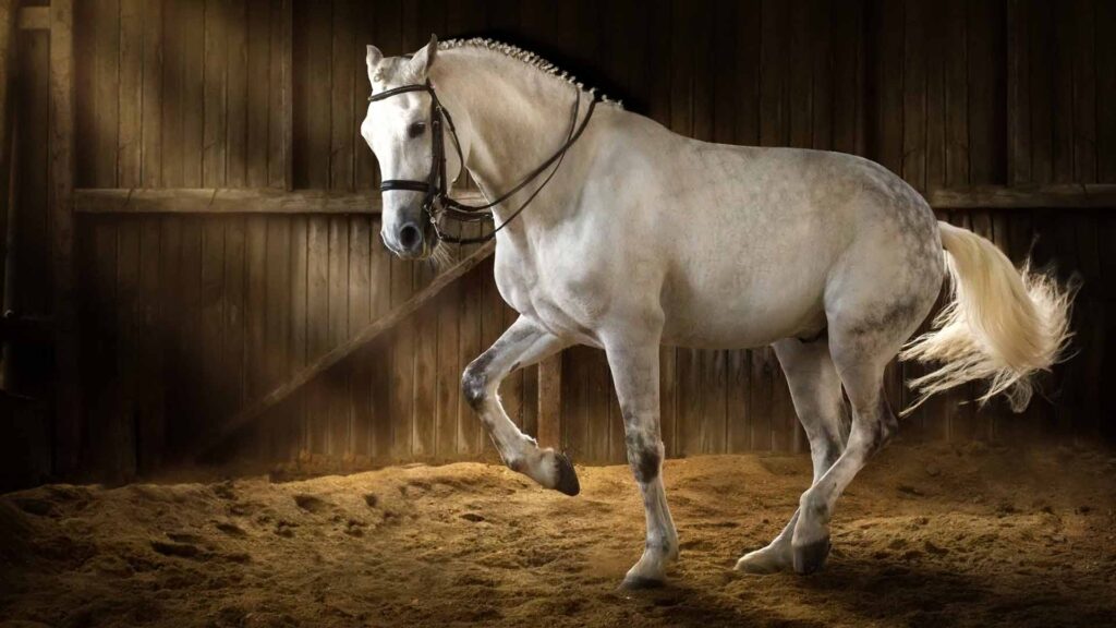 Caballo Andaluz Jerez de la Frontera